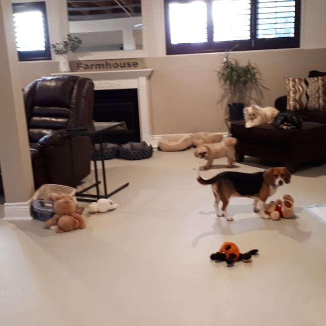 Furry Friends Inc. Doggie Daycare & Spaw | 955 Century Dr, Burlington, ON L7L 5J8, Canada | Phone: (289) 828-1367