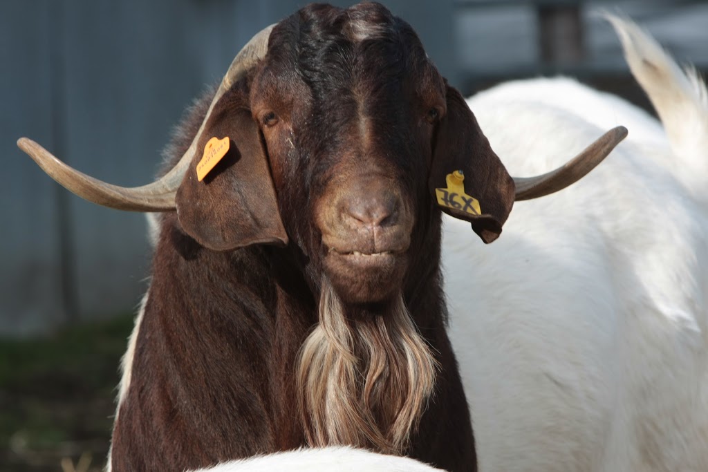 La ferme Une Faim de Loup | 701 Chemin Beauparlant, Saint-Damien, QC J0K 2E0, Canada | Phone: (450) 752-9542