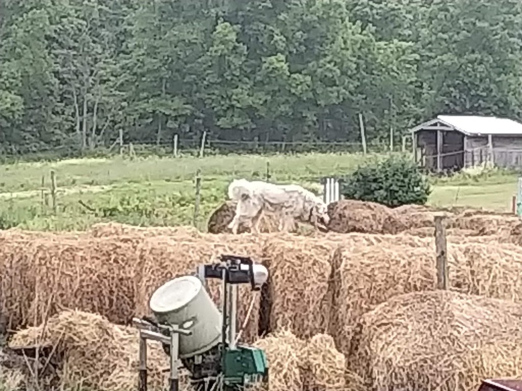 Horsin Around Riding Ranch | 445 Callaghan Rapids Rd, Marmora, ON K0K 2M0, Canada | Phone: (613) 849-2332