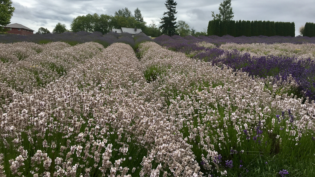 Full Bloom Lavender Farm | 2926 248 St, Langley City, BC V4W 2R2, Canada | Phone: (778) 955-5871