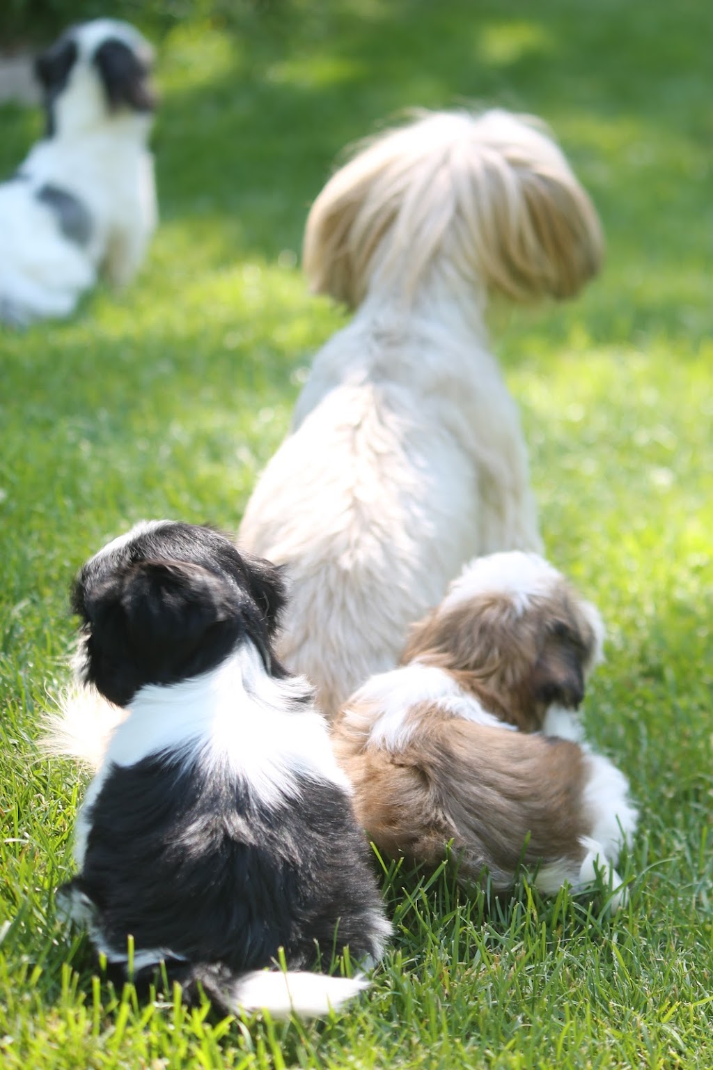 Gracious Shih tzus | 2653 Lakeshore Rd E, Hawkestone, ON L0L 1T0, Canada | Phone: (705) 326-4301