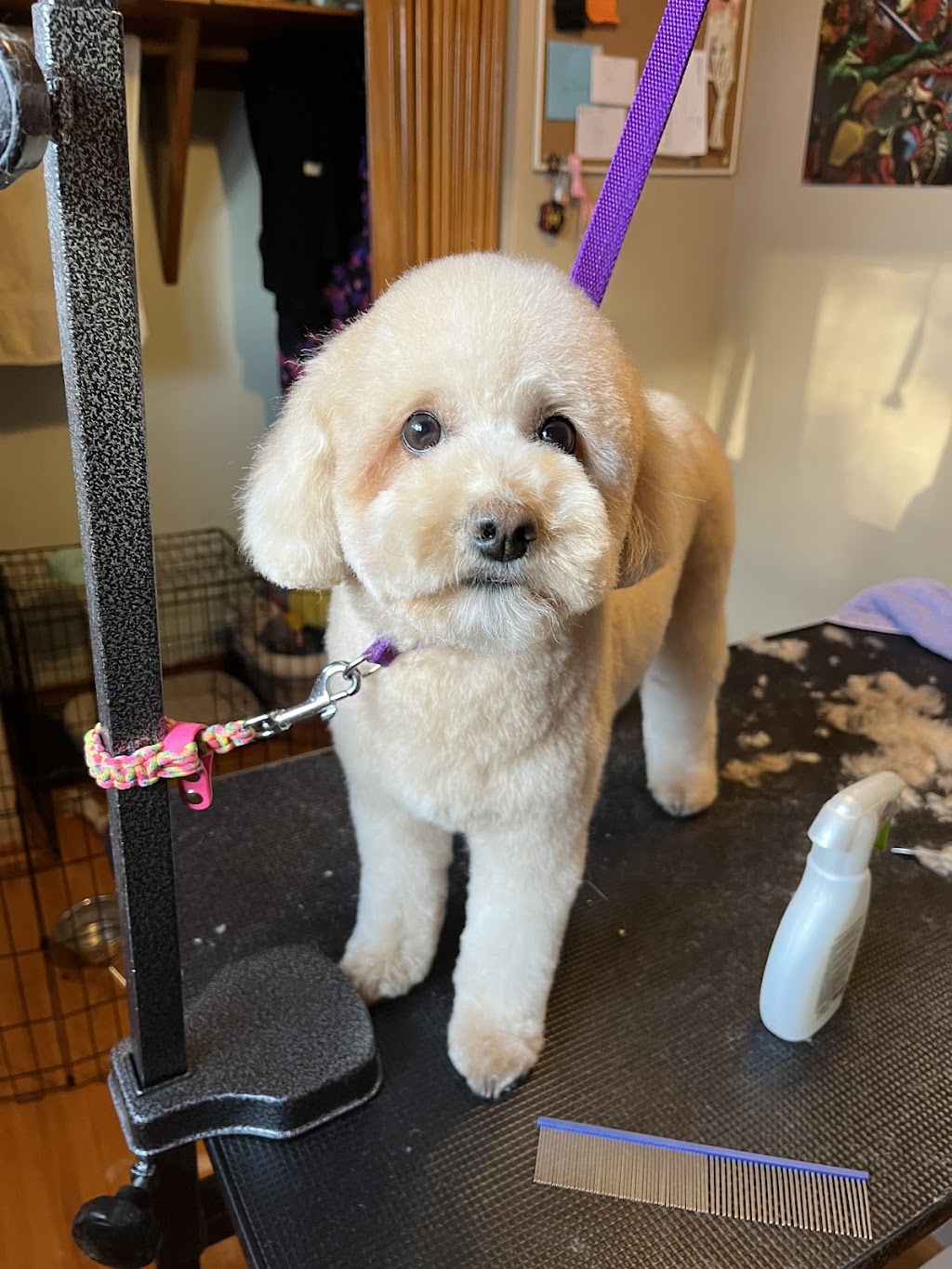 Inu Grooming | 44 Ave NW, Calgary, AB T2K 0J2, Canada | Phone: (587) 597-7858