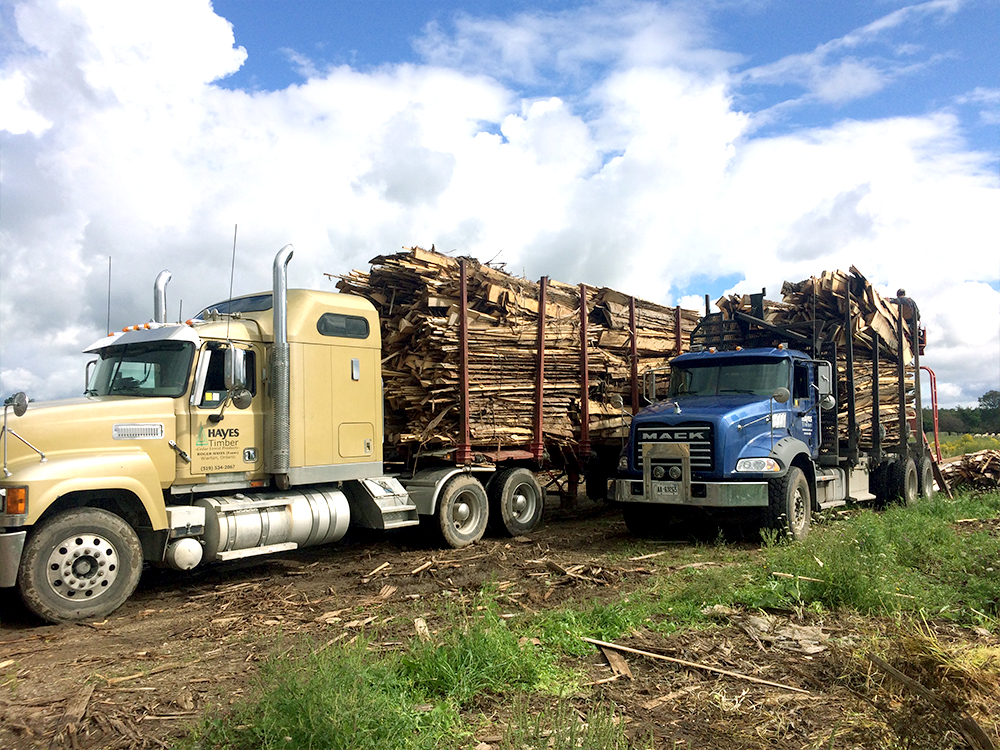 Hayes Timber Inc. | 7 N Diagonal, Hepworth, ON N0H 1P0, Canada | Phone: (519) 534-2067