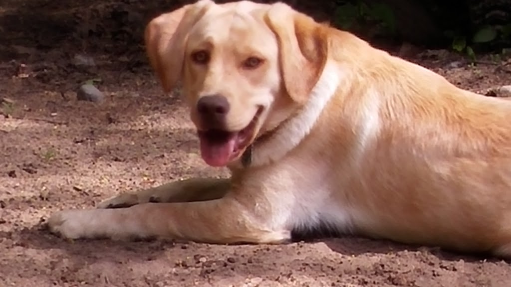 Just Like Home Dog Care Centre | 197 Barnes Rd, Cramahe, ON K0K 1H0, Canada | Phone: (613) 243-7237