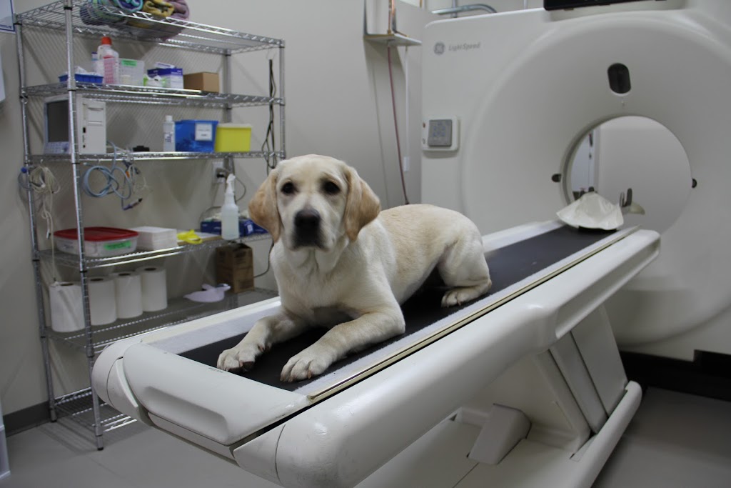 Boundary Bay Veterinary Specialty Hospital | 20434 64 Ave #202, Langley City, BC V2Y 1N4, Canada | Phone: (604) 514-8383