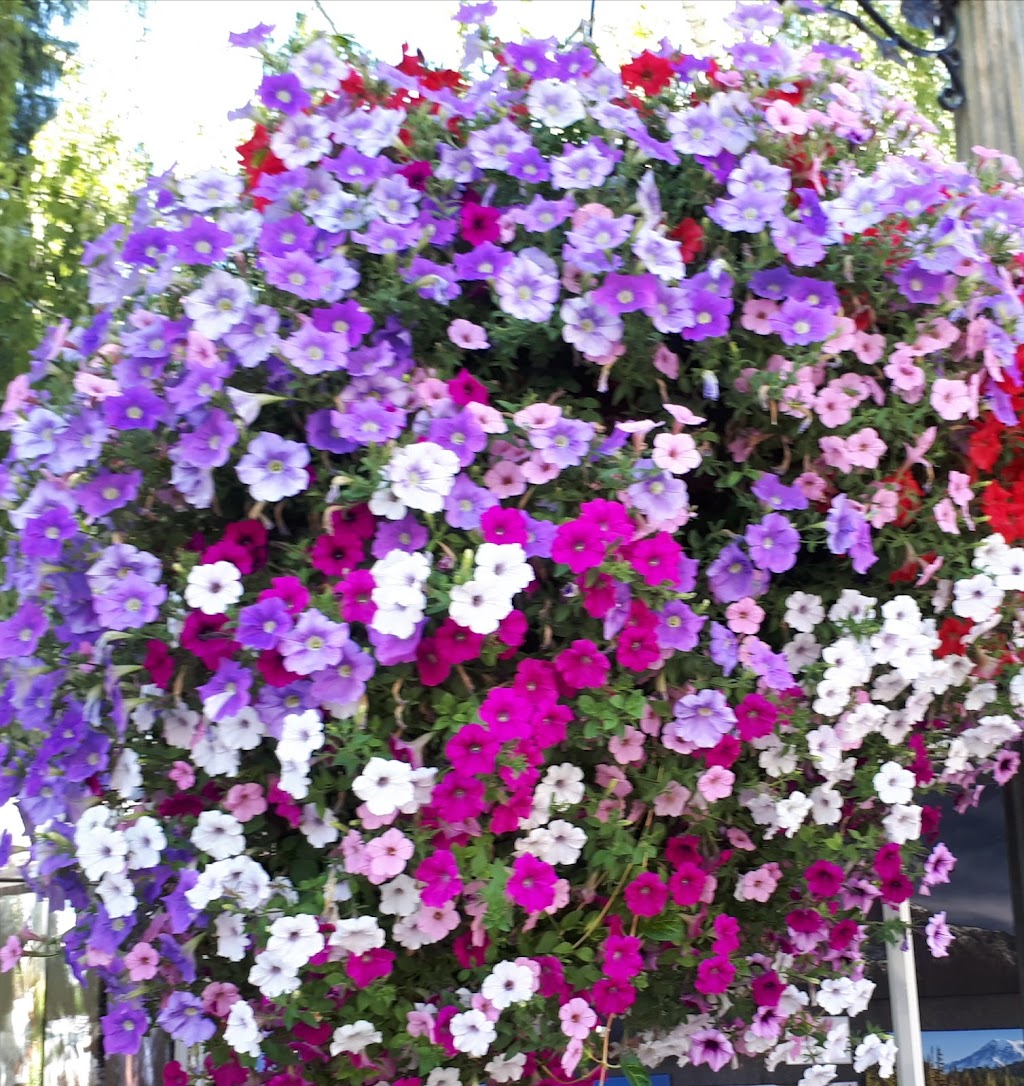 LCJ Greenhouses | 56102 Range Rd 241, Bon Accord, AB T0A 0K4, Canada | Phone: (780) 983-5871