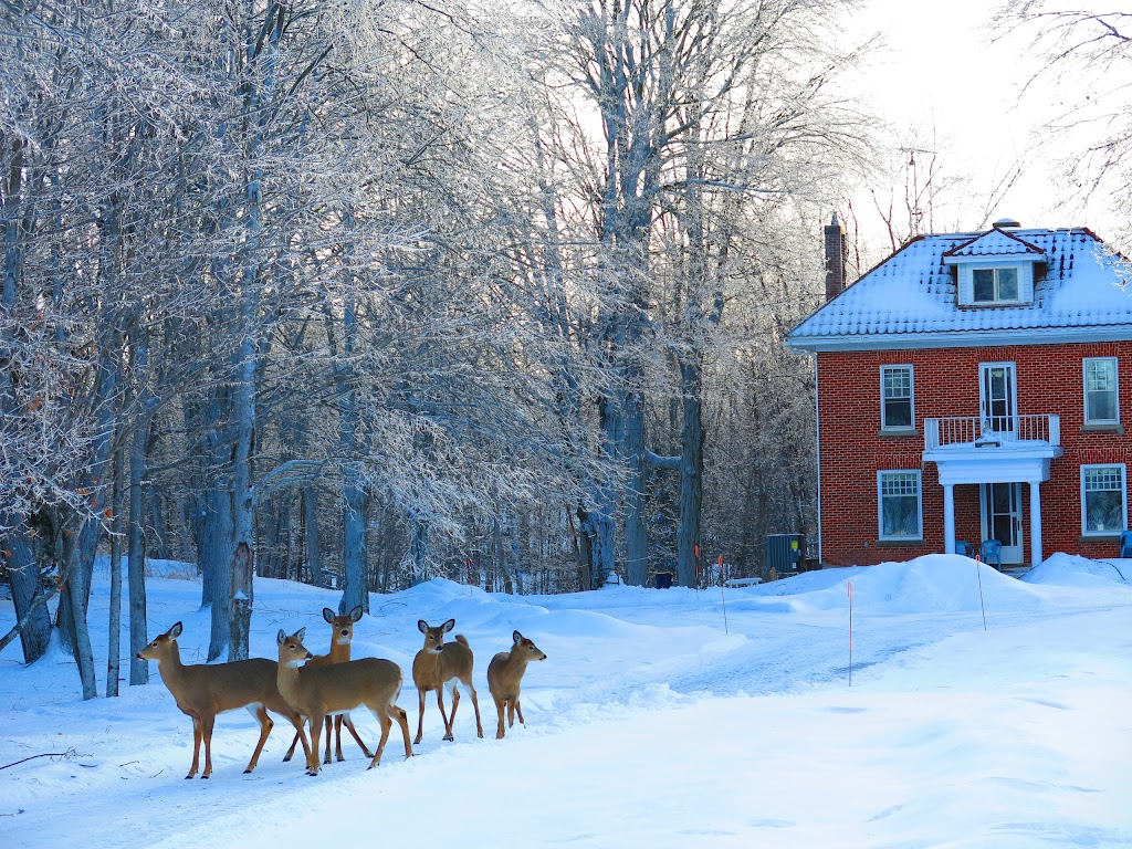 Tisarana Buddhist Monastery | 1356 Powers Rd, Perth, ON K7H 3C5, Canada | Phone: (613) 264-8208