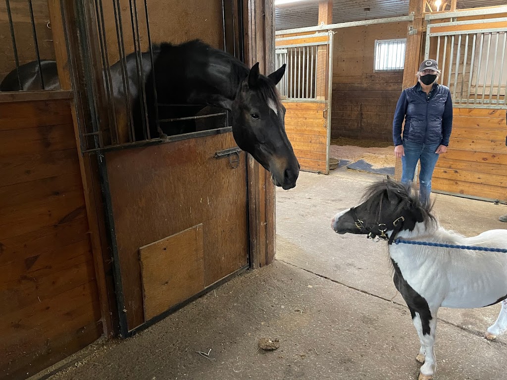 Out of The Blue Stables | 280 Mud Lake Rd N, Odessa, ON K0H 2H0, Canada | Phone: (613) 876-4324