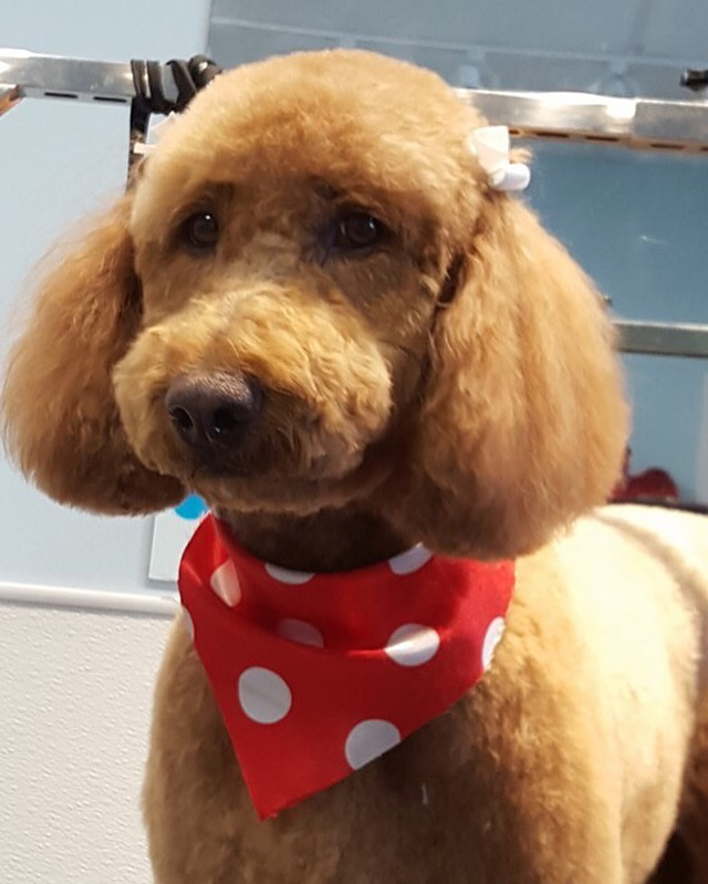 Adorable Dogs Grooming Spa | 575 Main St, Dartmouth, NS B2W 6A4, Canada | Phone: (902) 405-3647