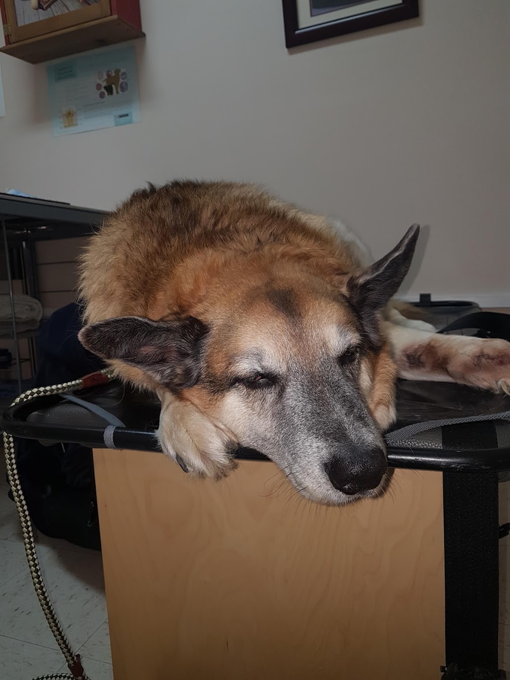 Lac Ste Anne Veterinary Clinic | 55022 Ste Anne Trail, Gunn, AB T0E 1A0, Canada | Phone: (780) 967-5152