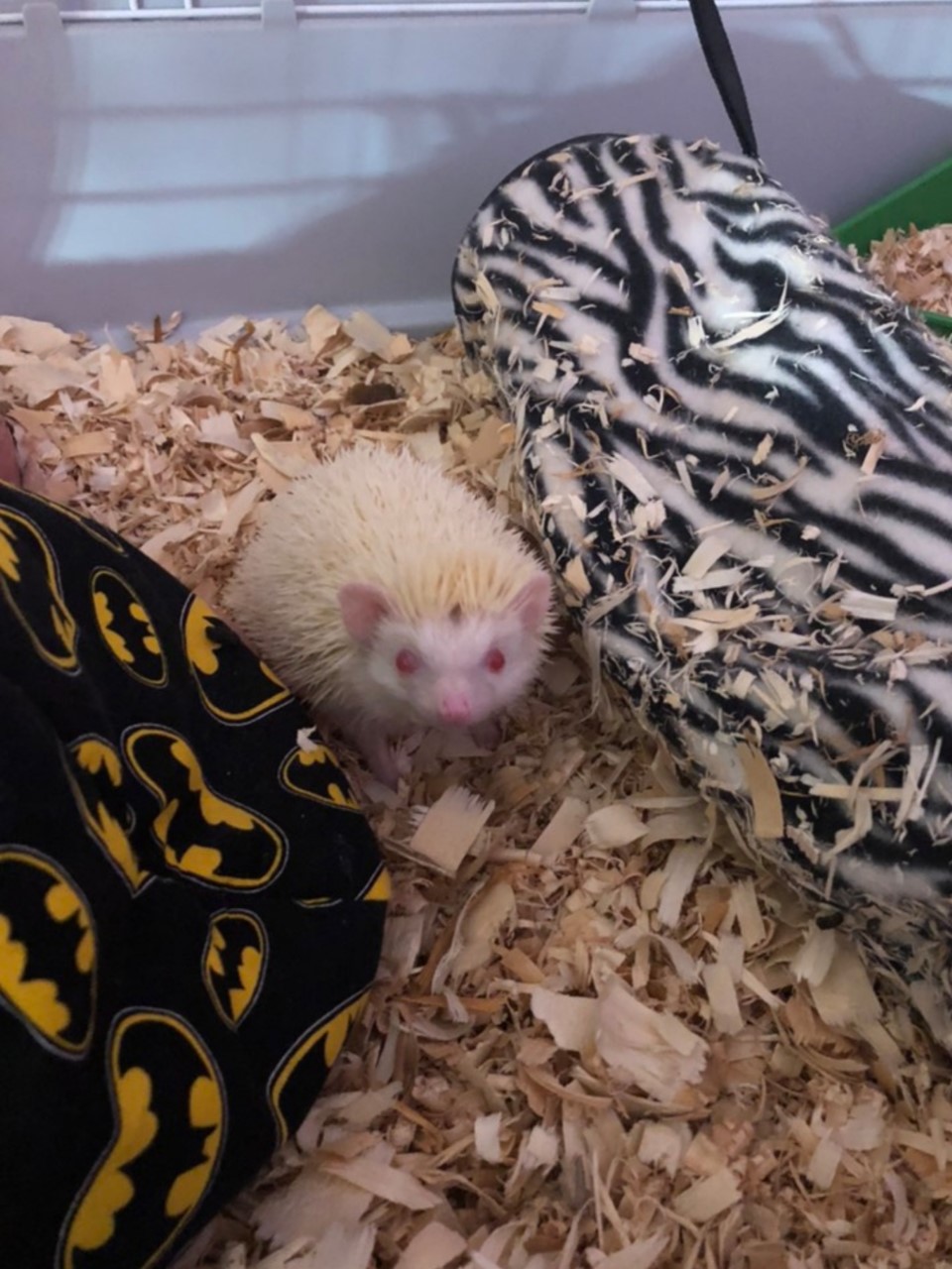 Calgary Avian & Exotic Pet Clinic | 2308 24 St SW #1, Calgary, AB T2T 5H8, Canada | Phone: (403) 240-3577