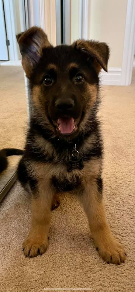 Westside German Shepherds | South east 18 -16-27 W2, Saskatchewan St W, Moose Jaw, SK S6H 4R3, Canada | Phone: (306) 693-2694