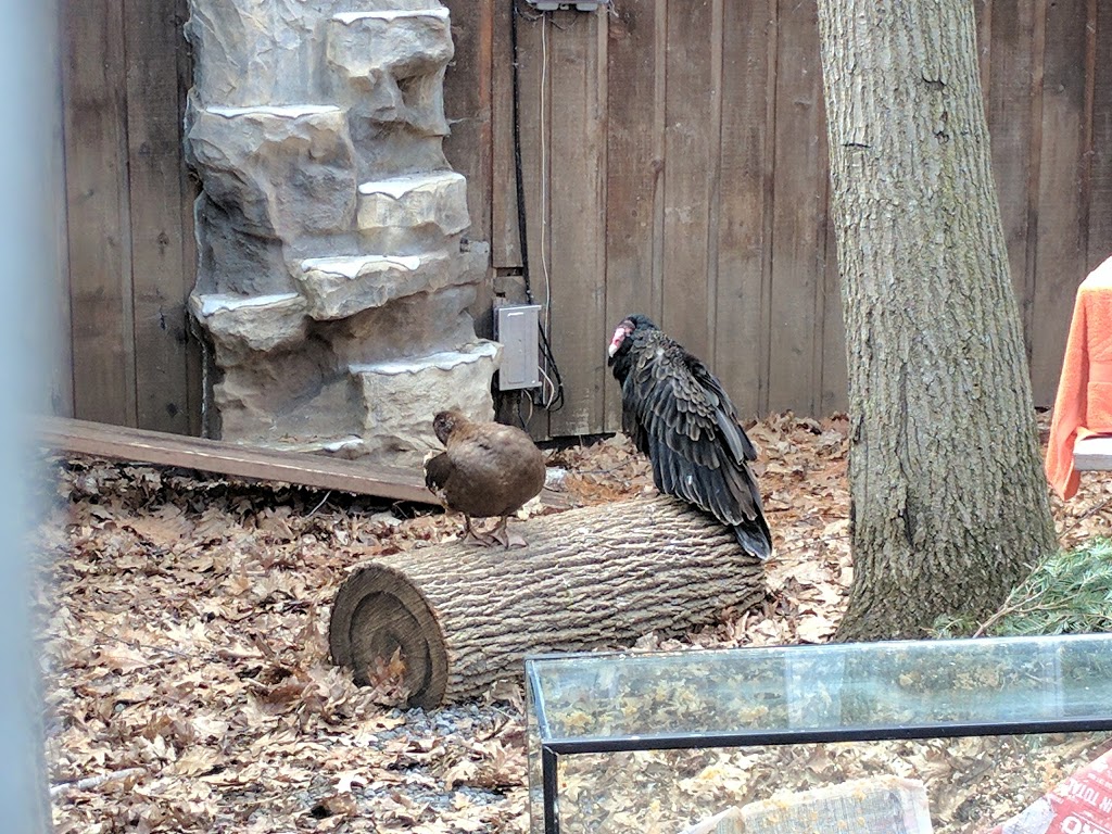 Wild Bird Care Centre | 734 Moodie Dr, Nepean, ON K2R 1H4, Canada | Phone: (613) 828-2849
