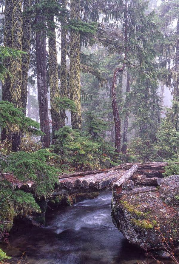 Coastal Revelations Vancouver Island BC Rainforest Tours | 910 Fern Rd E, Qualicum Beach, BC V9K 1M3, Canada | Phone: (250) 594-7002