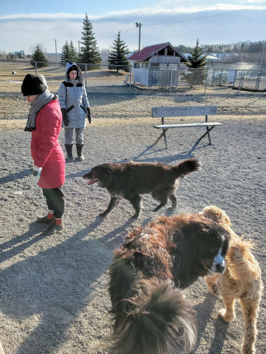 Isaacs Run Dog Park | 199 Lakeside Dr, Riverview, NB E1B, Canada | Phone: 387-2030