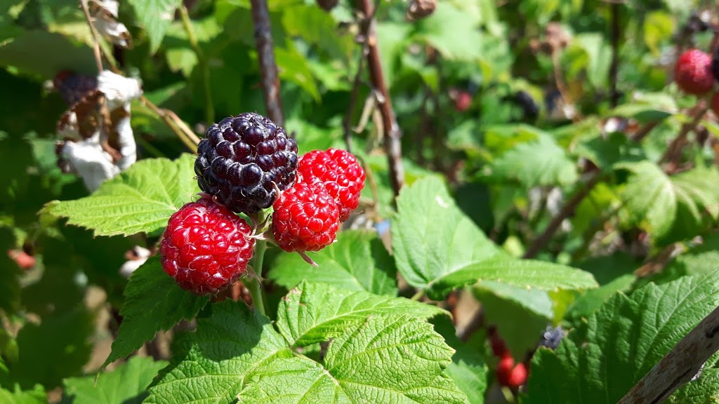Les Petits fruits du Clocher | 307 Rue Principale, Sainte-Cécile-de-Milton, QC J0E 2C0, Canada | Phone: (450) 991-0898