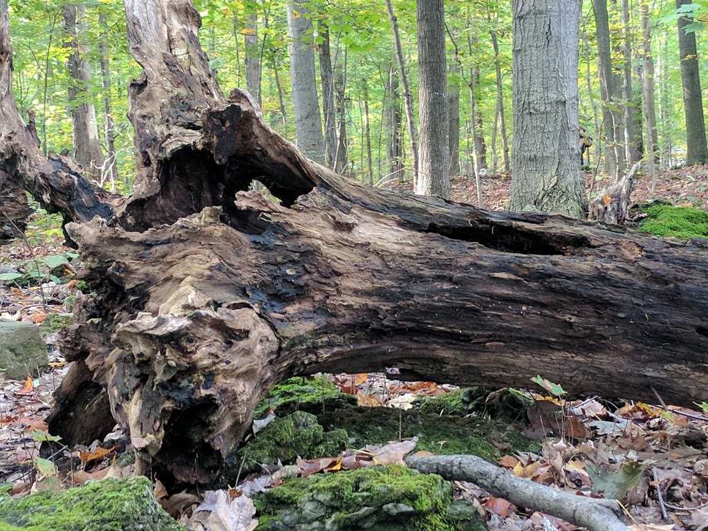 Clarence Nature Center | Thompson Rd, Clarence, NY 14031, USA | Phone: (716) 984-9046