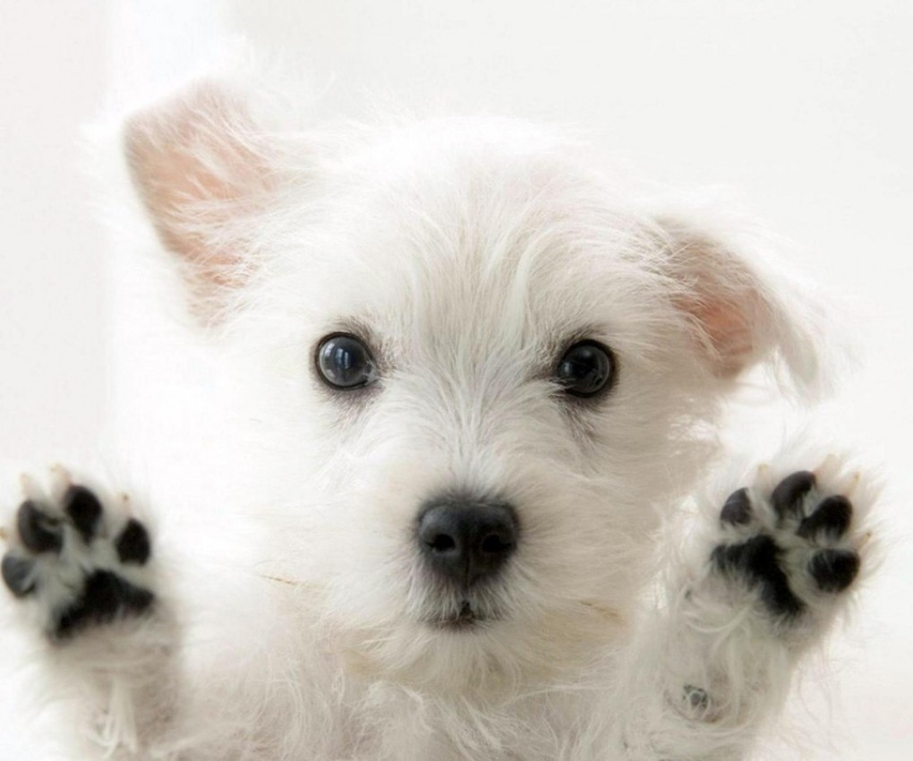 Torys Grooming | 80 Concession Rd 8 E, Tiny, ON L0L 2J0, Canada | Phone: (705) 717-7187