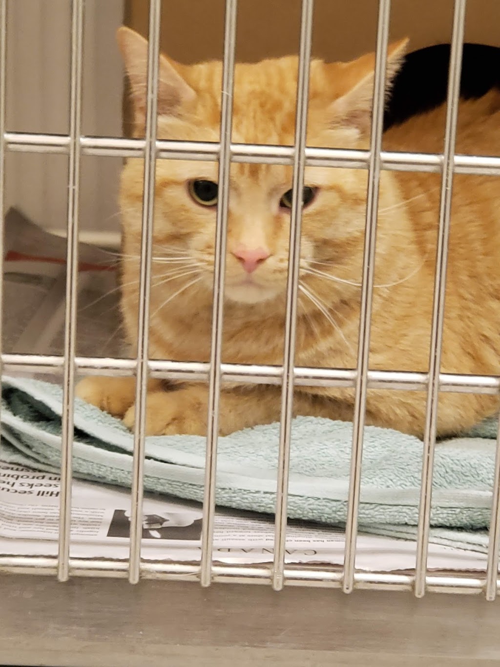 Ottawa Humane Society | 245 W Hunt Club Rd, Nepean, ON K2E 1A6, Canada | Phone: (613) 725-3166