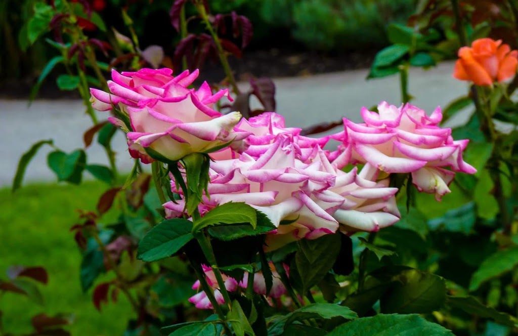 Penticton Rose Garden | 85 Riverside Dr, Naramata, BC V0H 1N0, Canada | Phone: (250) 490-2554