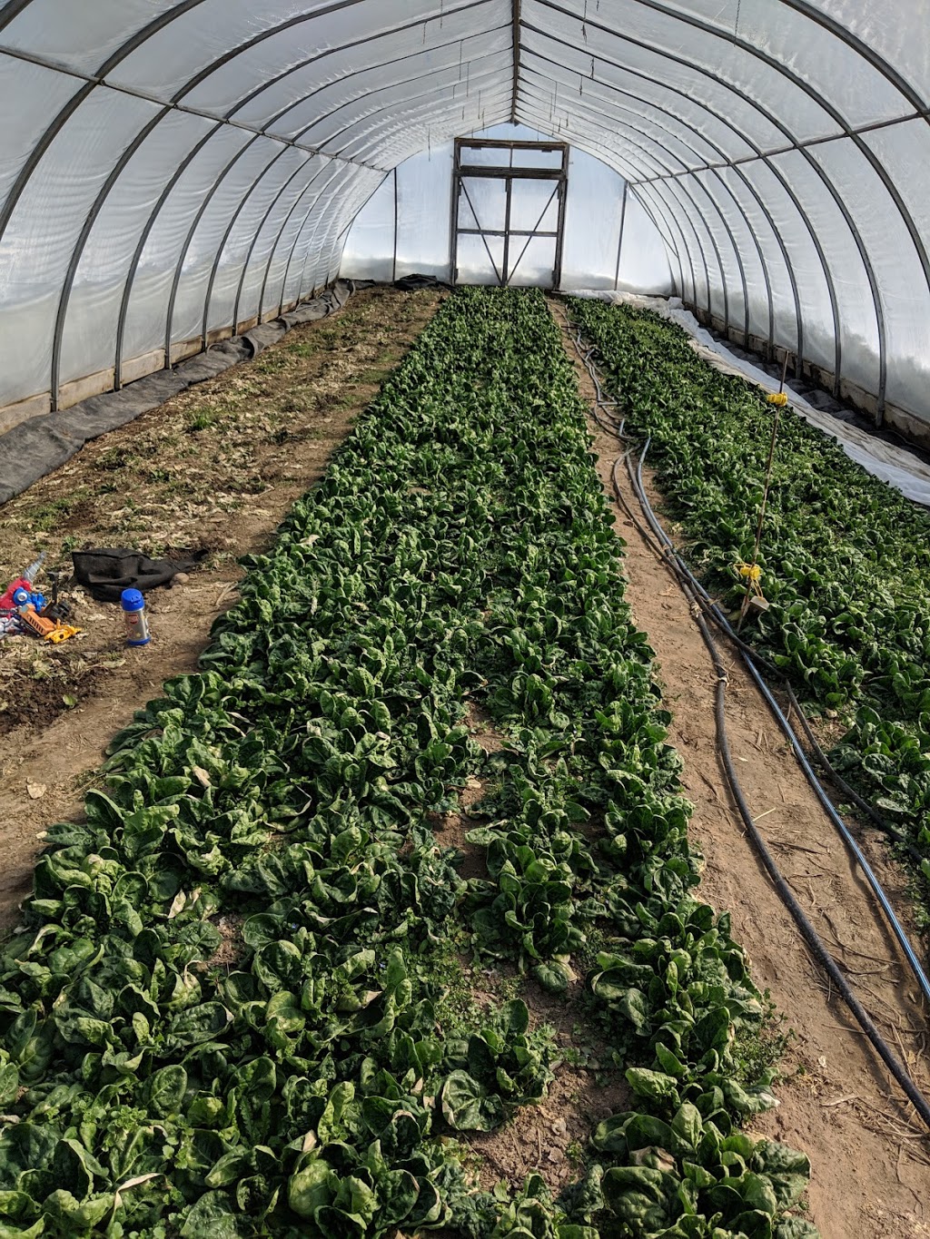 Green Being Farm | Concession Rd 14, West Grey, ON N0G 2M0, Canada