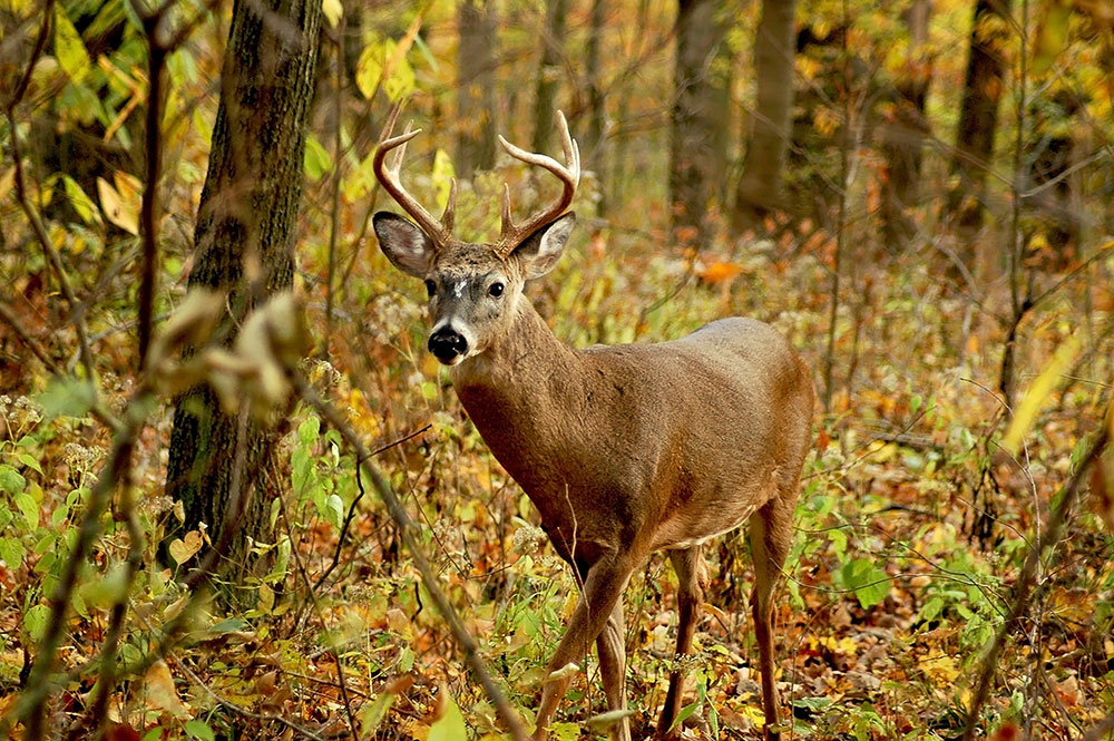 Les Produits Bo-Buck | 1815 Route de lEspérance, Cap-Saint-Ignace, QC G0R 1H0, Canada | Phone: (418) 246-5718