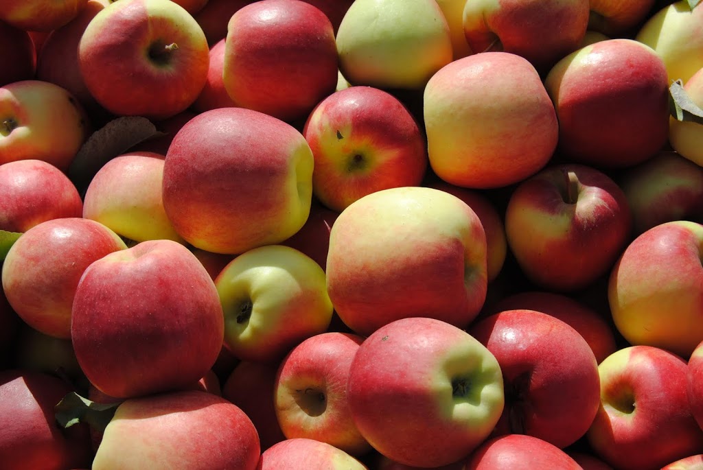 Bay Growers Inc | 828114 Grey Road 40, Clarksburg, ON N0H 1J0, Canada | Phone: (519) 599-7568
