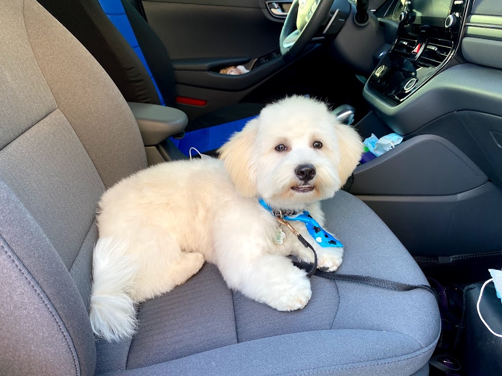 McCann Professional Dog Trainers | Brock Road, Hamilton, ON L9H 5E4, Canada | Phone: (905) 659-1888