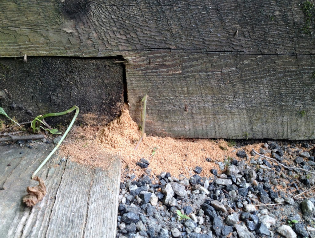 Eco-Choice Pest Control | 1297 Haliburton County Rd 21, Minden, ON K0M 2K0, Canada | Phone: (705) 457-1500