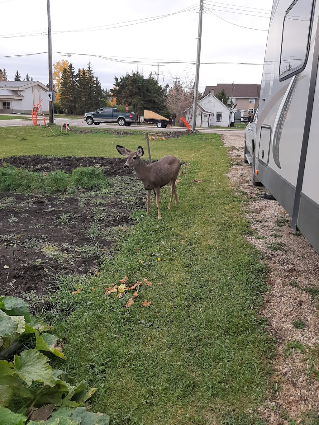 Pet Planet | 3715 47 Ave #305, Sylvan Lake, AB T4S 0C8, Canada | Phone: (403) 887-2275