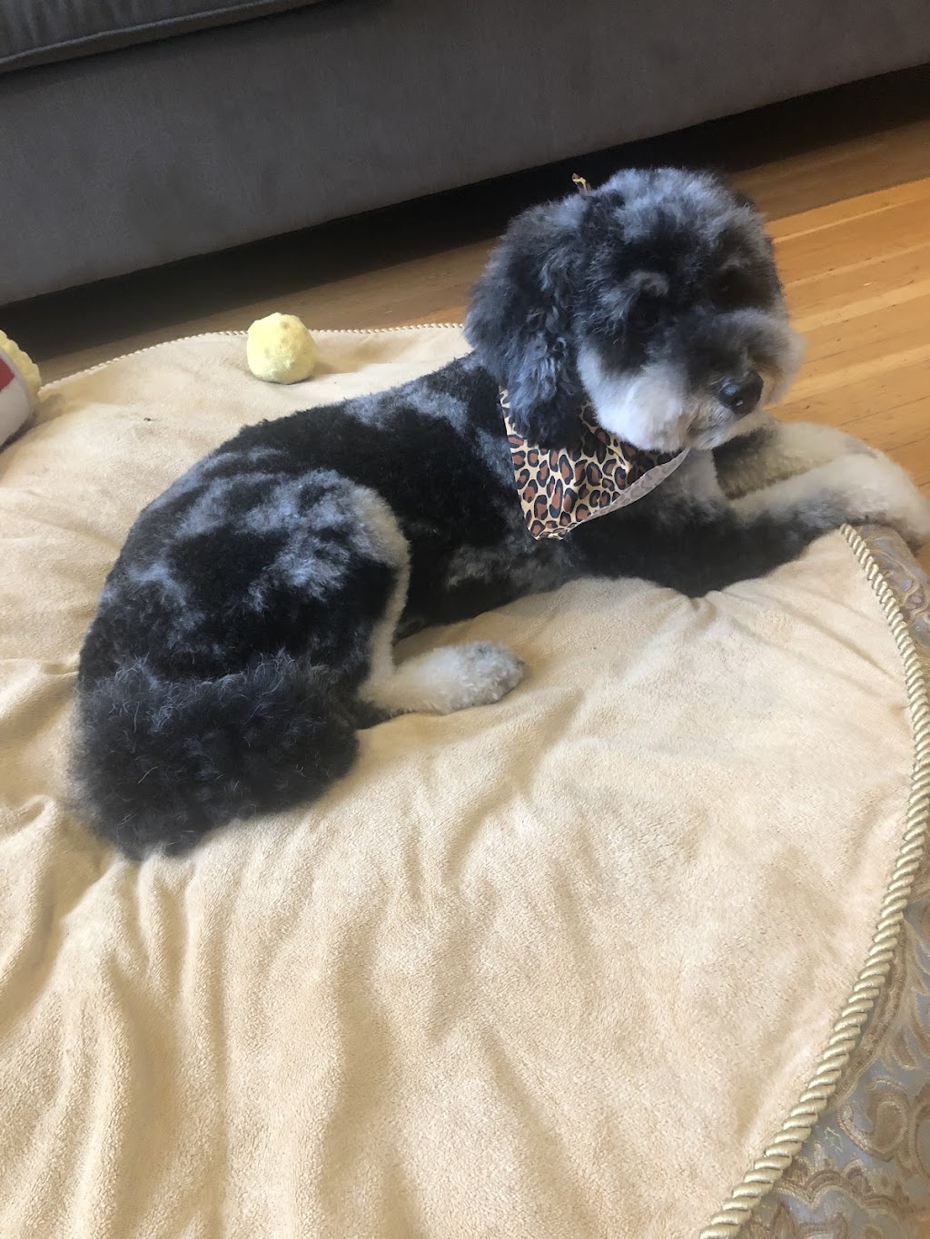 Doggie Care Services | 7059 Victoria Dr, Vancouver, BC V5P 3Y9, Canada | Phone: (236) 889-1026