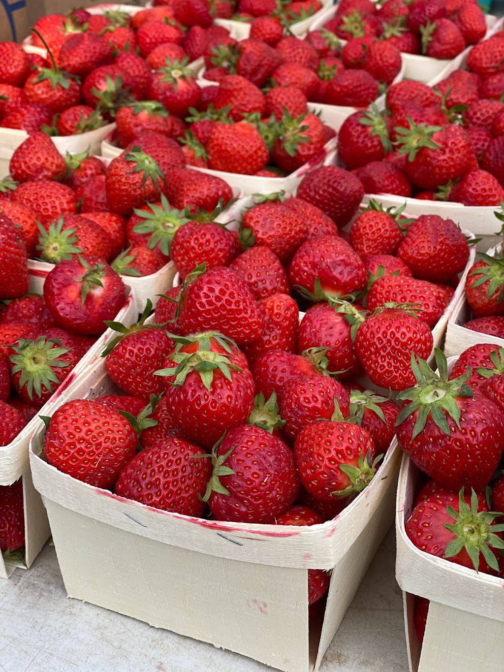 Sackville Farmers Market | 66 Main St, Sackville, NB E4L 4A7, Canada | Phone: (506) 536-7378