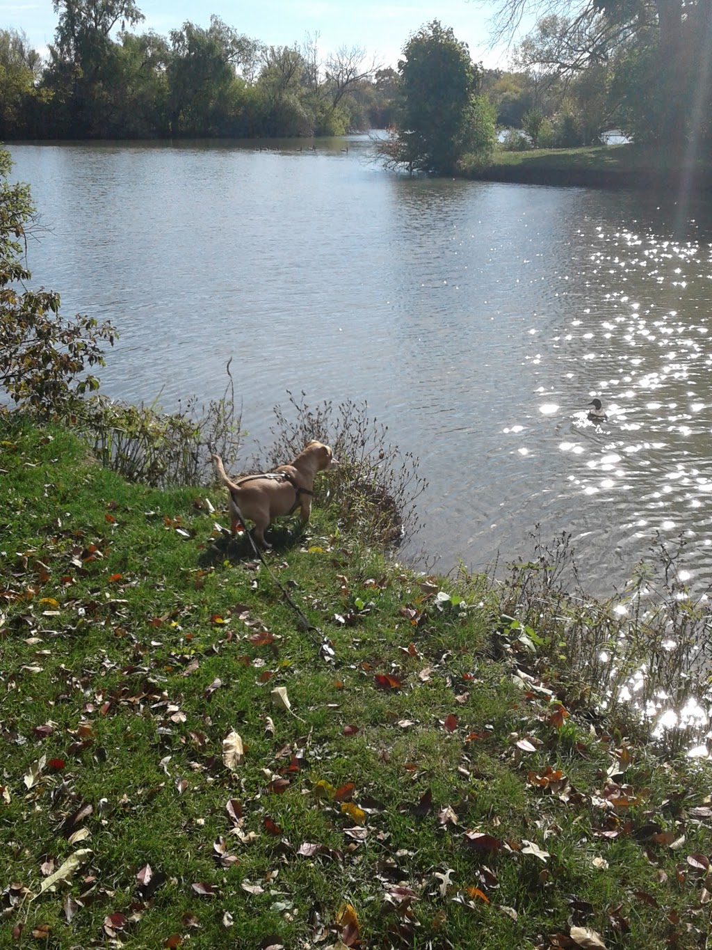 Duck Island | 3200 Pine Ave, Niagara Falls, NY 14301, USA