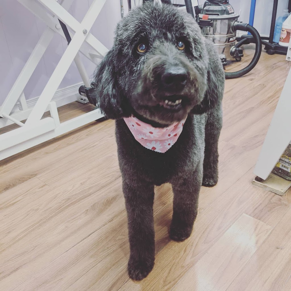 Over the hills dog grooming | point of interest | 66 Main St E, Dundalk, ON N0C 1B0, Canada | 5192880125 OR +1 519-288-0125