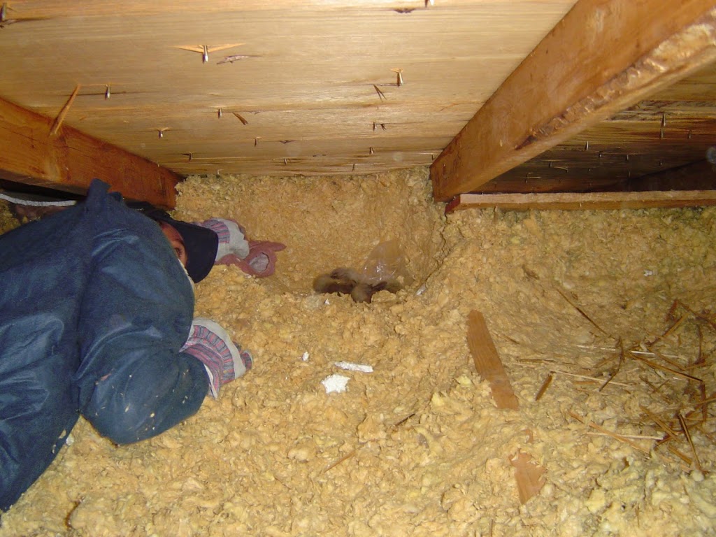 Skedaddle Humane Wildlife Control | 1645 Finfar Ct, Mississauga, ON L5J 4K1, Canada | Phone: (877) 222-9453