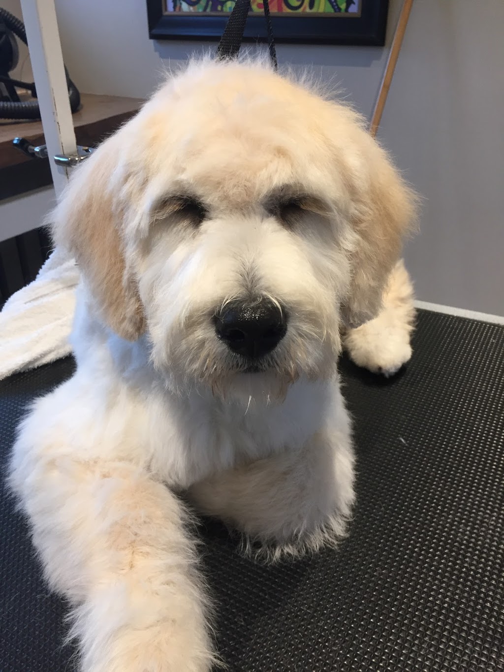Chip & Co. Grooming | 101 Lee Crescent, Barrie, ON L4N 9Z4, Canada | Phone: (705) 321-0033