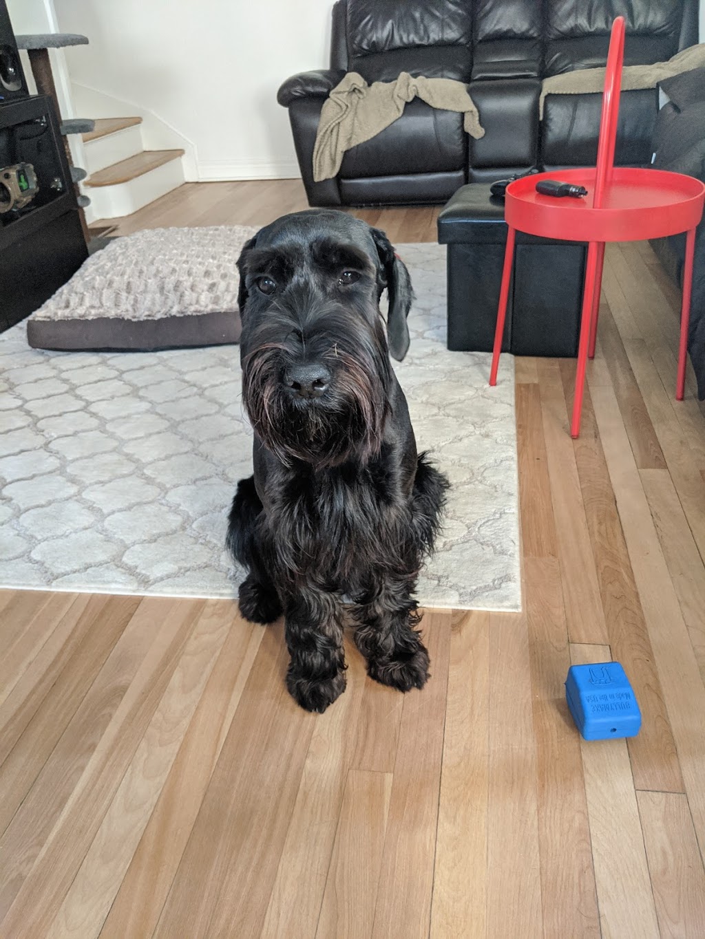 Shake A Paw | 6 Massey St, Angus, ON L0M 1B0, Canada | Phone: (705) 424-3647