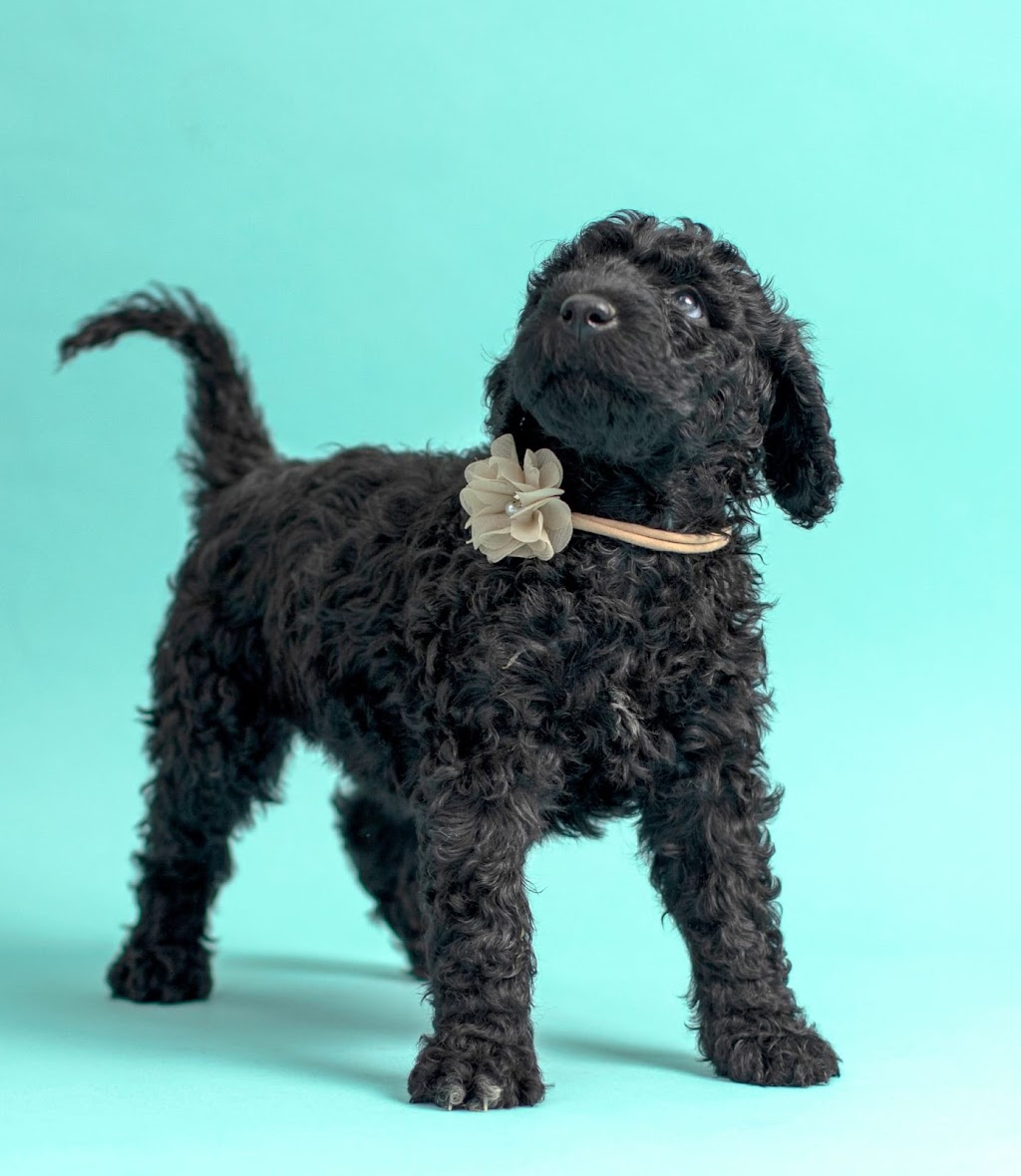Pura Vida Portuguese Water Dogs | 324 Edgar Bonner Ave, Rockwood, ON N0B 2K0, Canada | Phone: (647) 898-9953