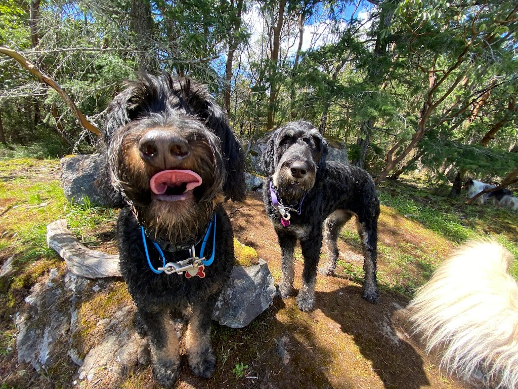Pacific Dogwood Dogs | Adventure Dog Walker & Boarding | 2866 Leigh Rd, Langford, BC V9C 2P6, Canada | Phone: (250) 667-3704