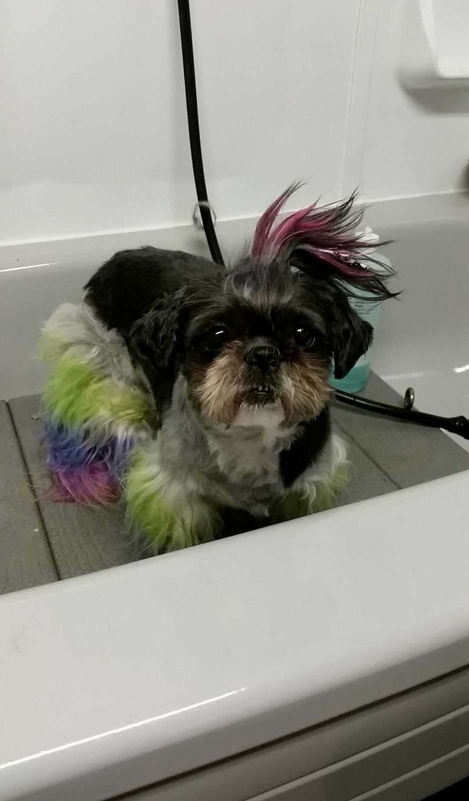 Royal Pet Spa | 140 Thorold Rd, Welland, ON L3C 3V5, Canada | Phone: (905) 735-7297