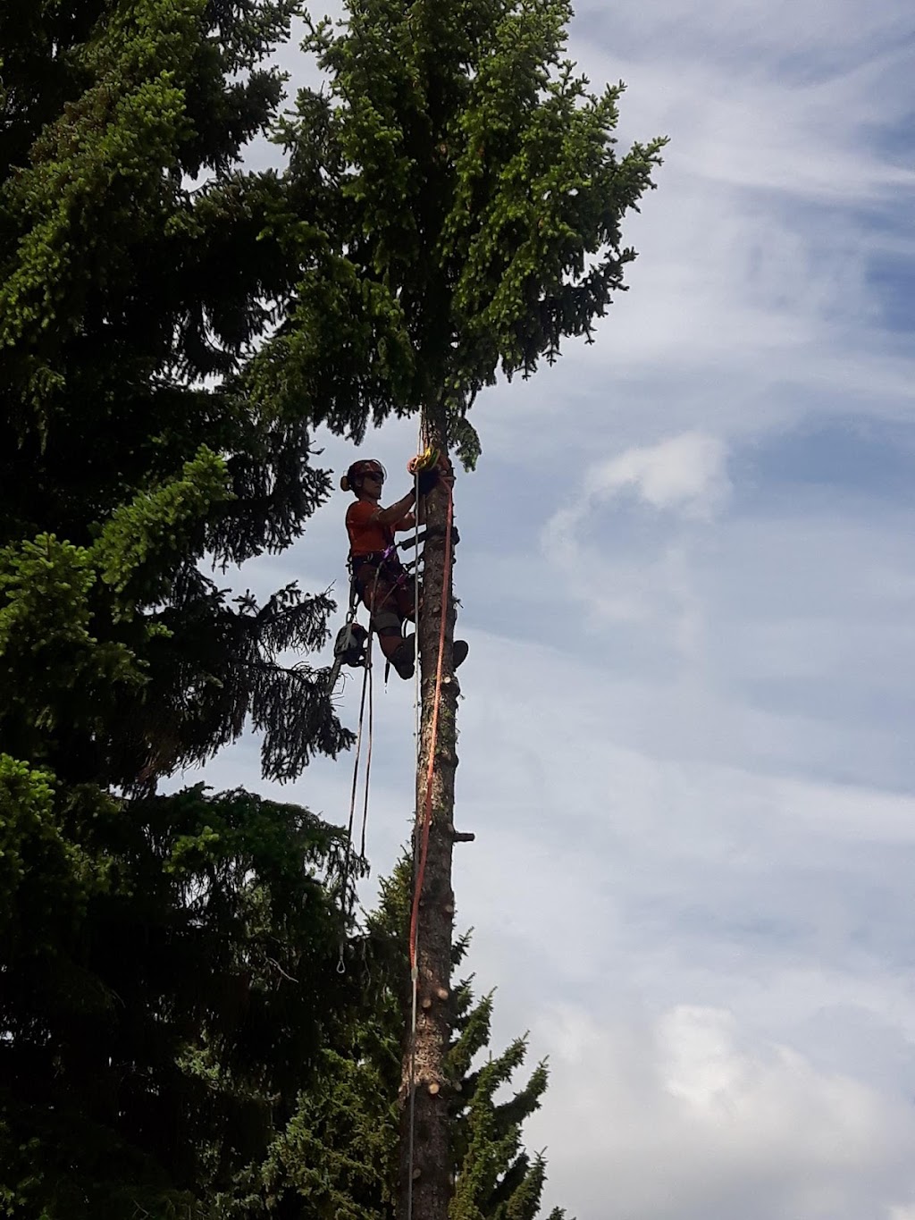 Beaver Tree Removal | 119 Guest Ct, St. Marys, ON N4X 1E5, Canada | Phone: (519) 857-8215