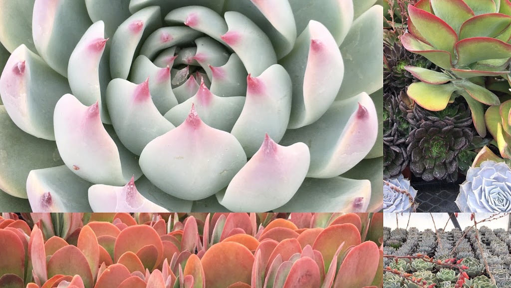 Marvins Gardens Greenhouse | 910 2nd Ave E, Waldheim, SK S0K 4R0, Canada | Phone: (306) 945-5503