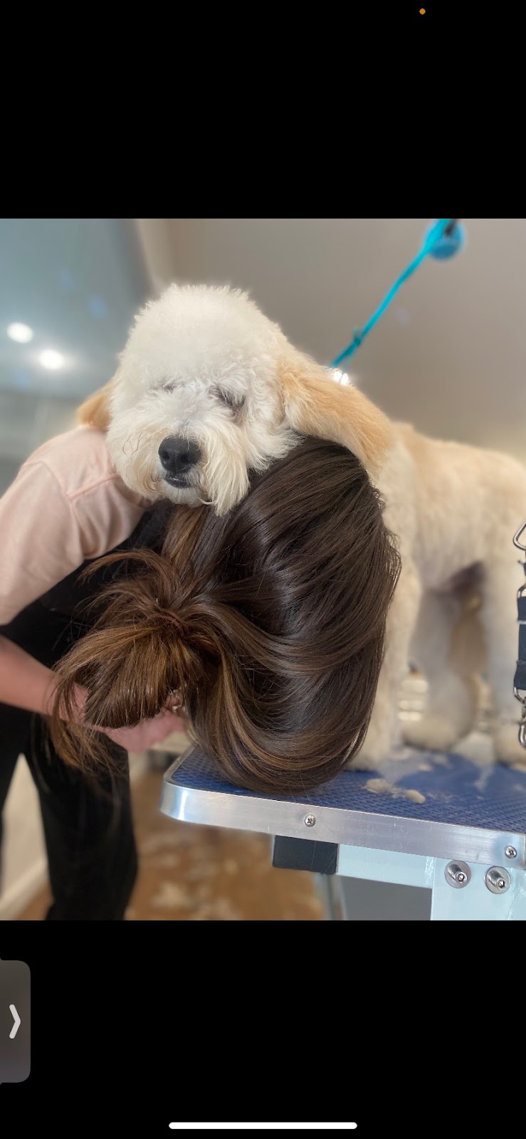 Golden Ears Grooming | 4660 Western Rd, Courtenay, BC V9N 3T2, Canada | Phone: (250) 702-1434