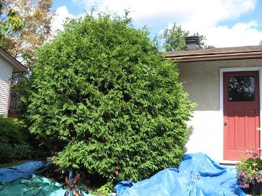 Chris Tree Service | 2408 Drury Ln, Ottawa, ON K2C 1G5, Canada | Phone: (613) 829-7548