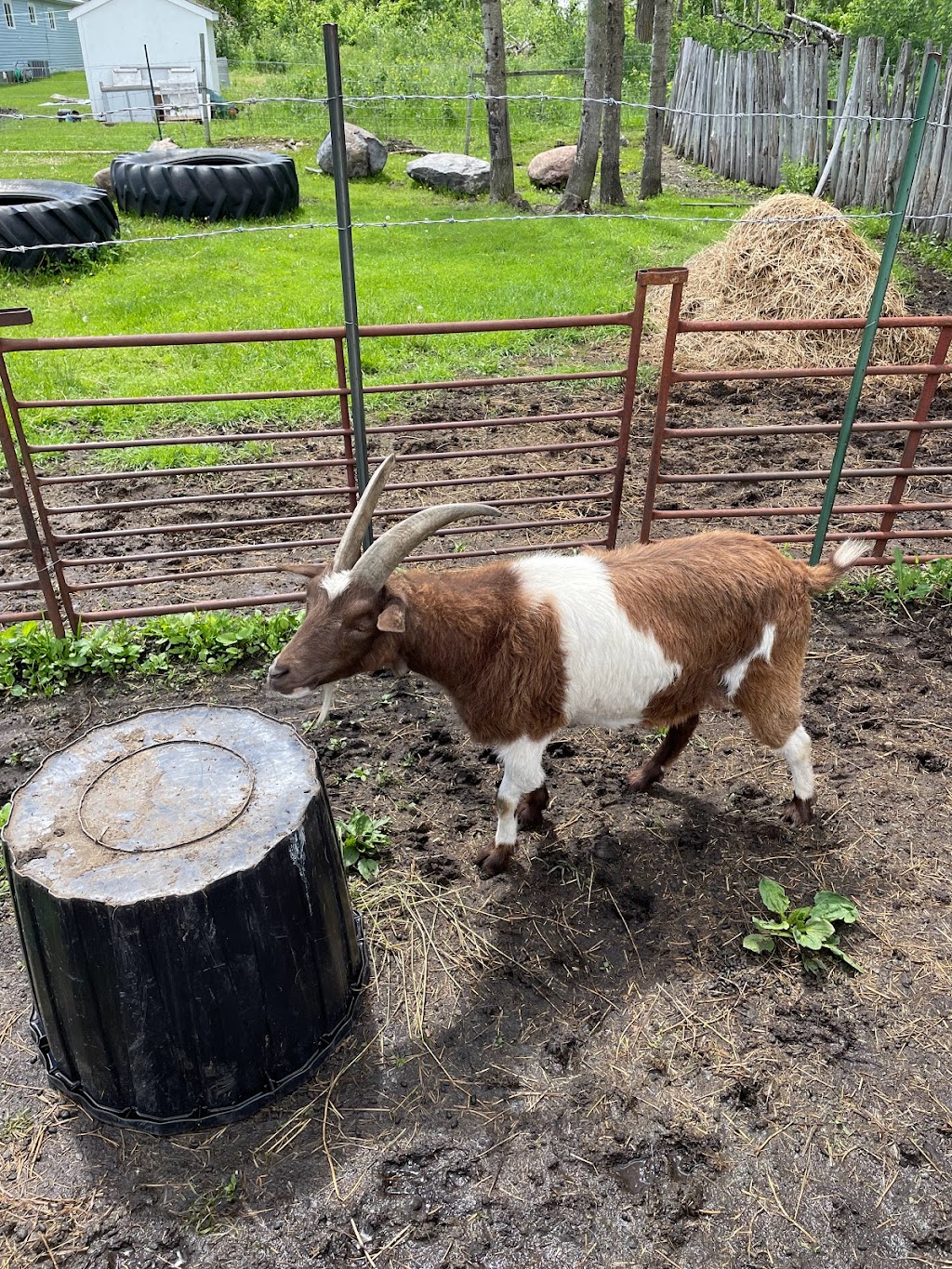 Mini Acres Ranch | Box 56, McCreary, MB R0J 1B0, Canada | Phone: (204) 647-0604