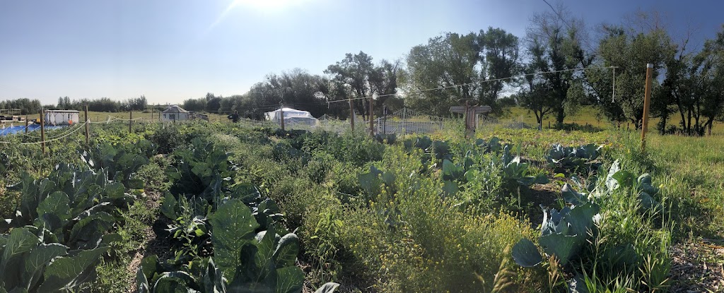Coconut Grove Urban Farmstead | 53215 RR 272, Spruce Grove, AB T7X 3M6, Canada | Phone: (306) 999-0400