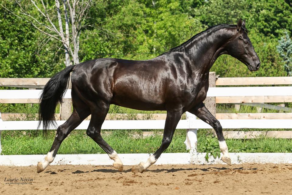 Preston Rosedale Farm 1439 Christie Lake Rd | 1439 Christie Lake Rd, Perth, ON K7H 3C6, Canada | Phone: (613) 267-0499