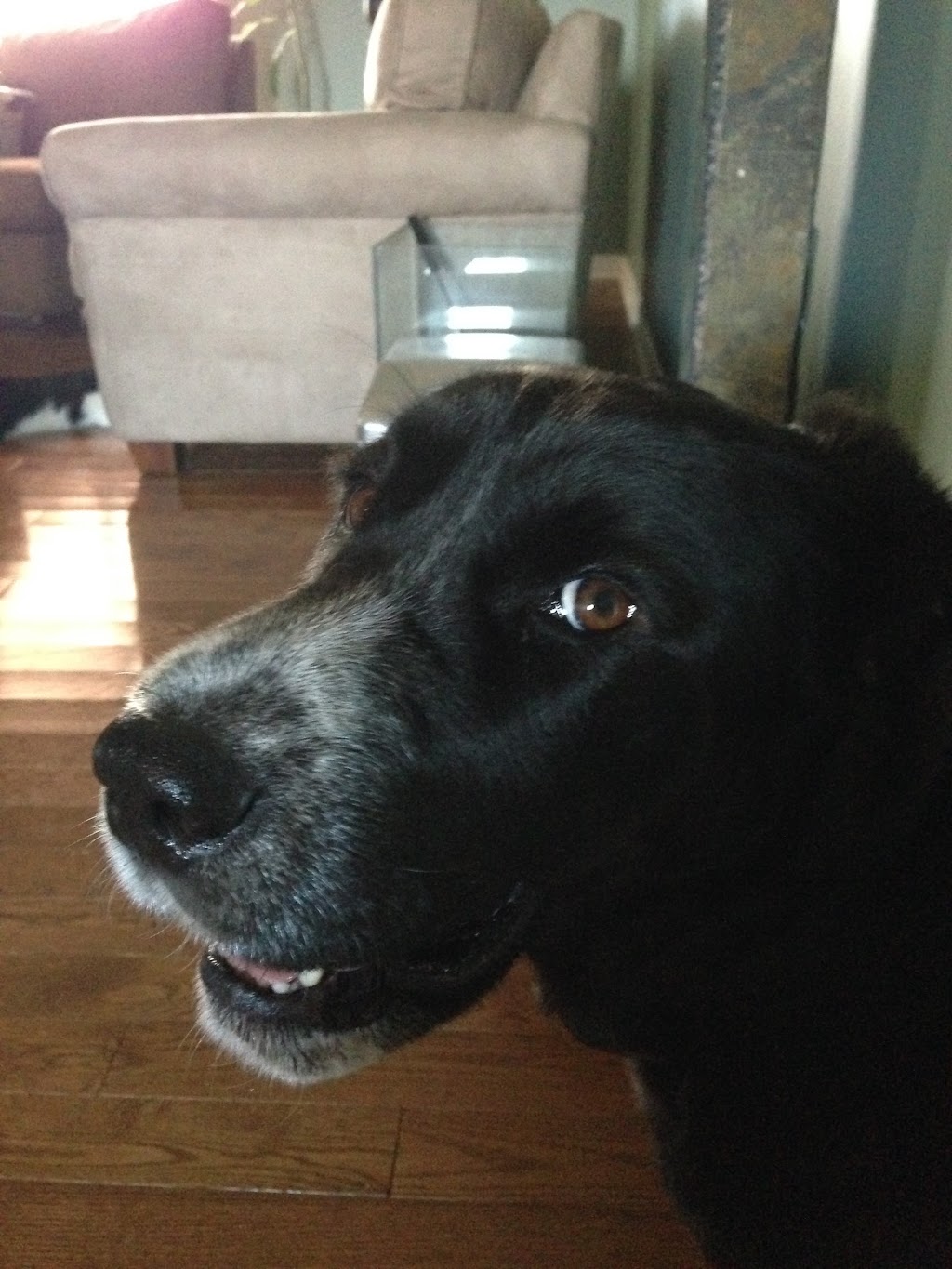 Liston Animal Hospital | 4055 Carling Ave, Kanata, ON K2K 2A4, Canada | Phone: (613) 591-0966