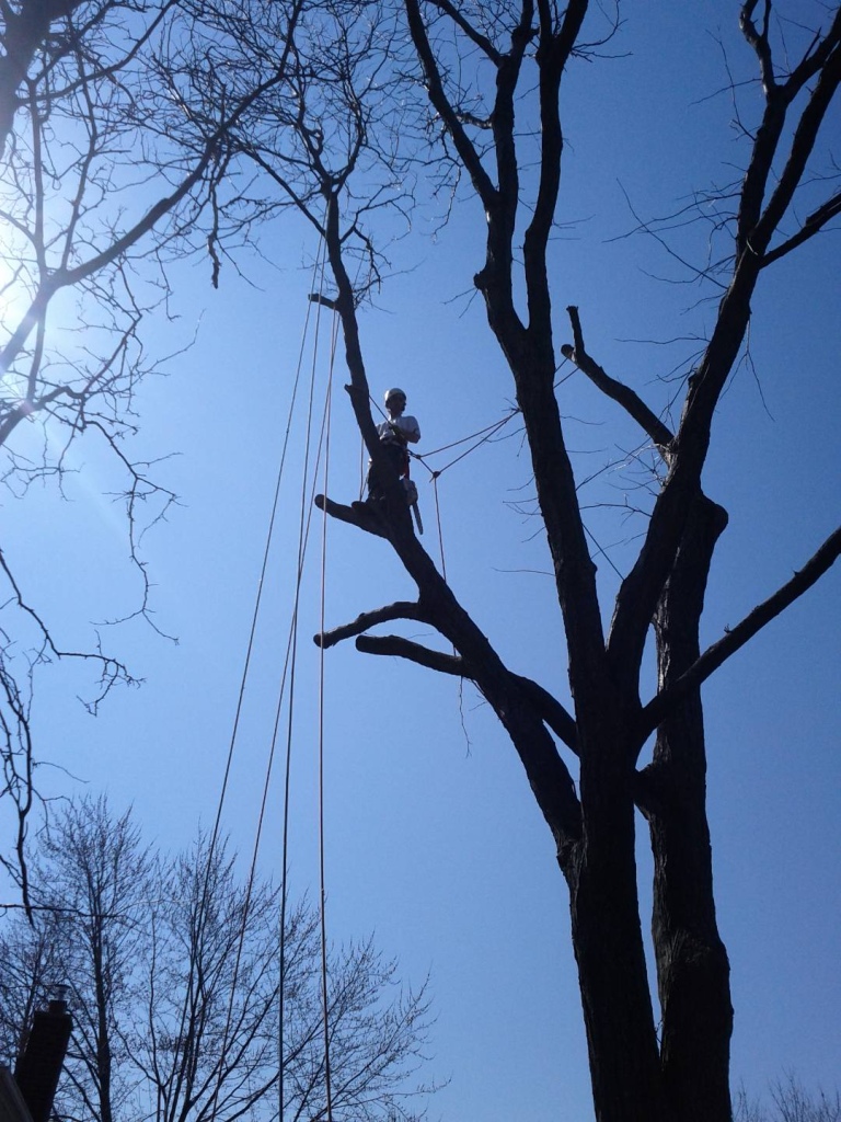 Amazing Tree Trimming Services Inc | 700 ON-6, Caledonia, ON N3W 1M6, Canada | Phone: (905) 630-4177