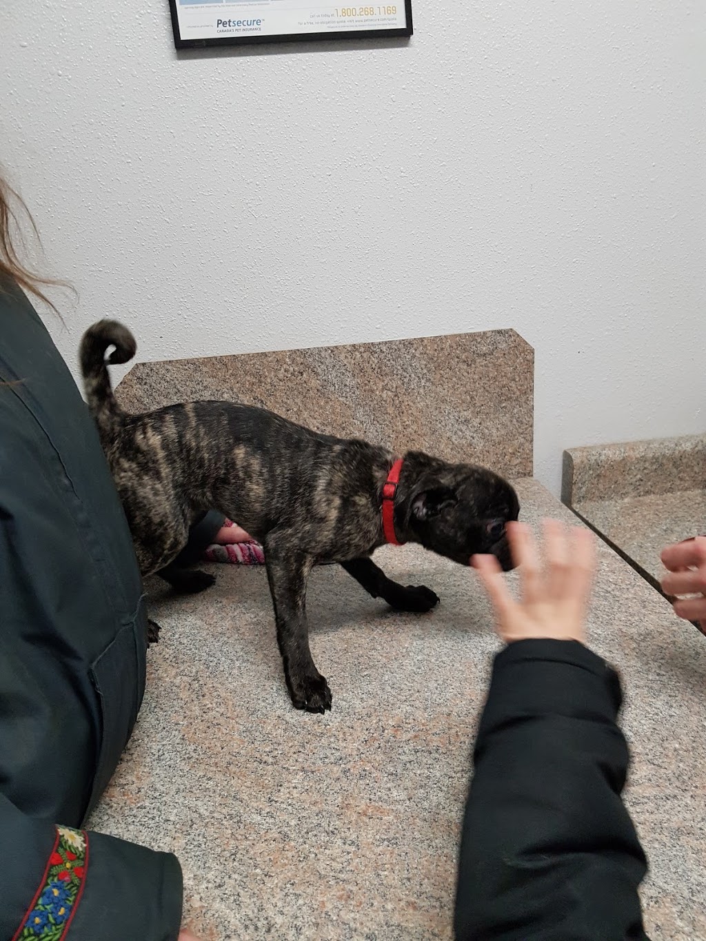 Uncas Veterinary Clinic | 52307 Range Rd 213 #265, Sherwood Park, AB T8G 1C1, Canada | Phone: (780) 922-5447